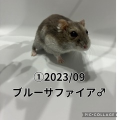 ジャンガリアンハムスター里親募集3
