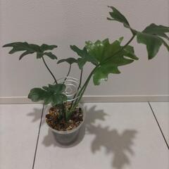 フィロデンドロン セローム