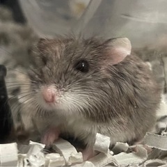 決まりました