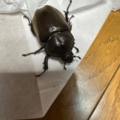【残り3ペア】熊本産カブトムシ　ペアの画像