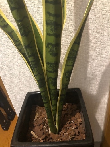サンスベリア　造花　陶器鉢　観葉植物