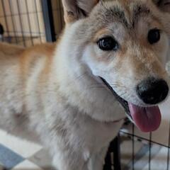 力丸ダム 保護しました 若そうなわんちゃん