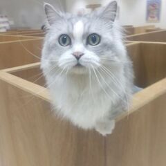 猫友