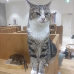 猫友 - 伊勢崎市