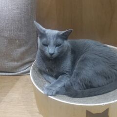 猫友 - 友達