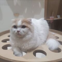 猫友 − 群馬県
