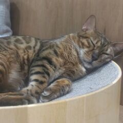 猫友 - メンバー募集