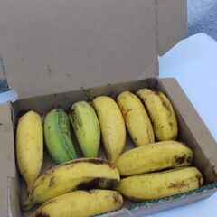 バナナ苗１株　ブラジル原産の画像