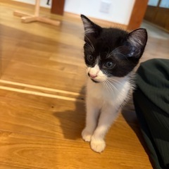 子猫の里親募集 - つくば市