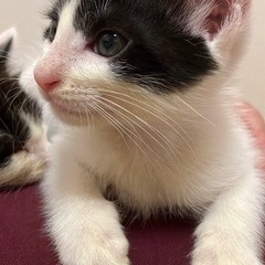 子猫の里親募集 - 猫