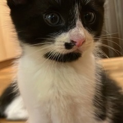 子猫の里親募集