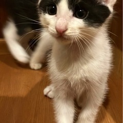 子猫の里親募集 − 茨城県