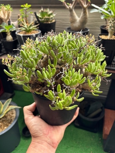 チレコドン　レティキュラータス　万物想　大株