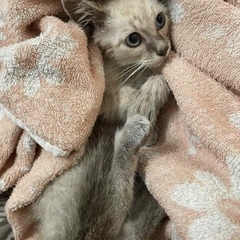 沖縄からやってくるシャム系女子　推定2ヶ月