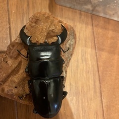 スマトラオオヒラタ　ペア　小さめ