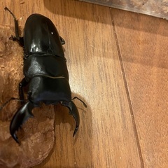 スマトラオオヒラタ　ペア　小さめの画像