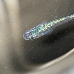 サイシュウヘイキめだかの画像
