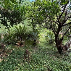 【蘇轍】ソテツあげます！(自分で掘って持っていける方)の画像