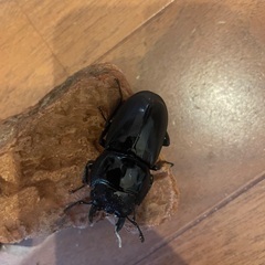 スマトラオオヒラタ　ペア　小さめの画像