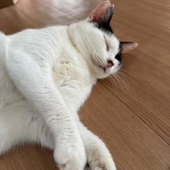 キャットゲージ差し上げますの画像