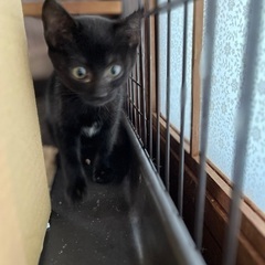 【7/6(日)譲渡会】黒猫子猫⭐️チビクロ