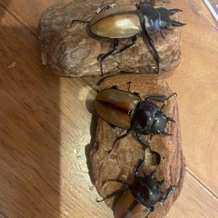 ラフェルトノコギリ　トリオ　サイズフリーの画像