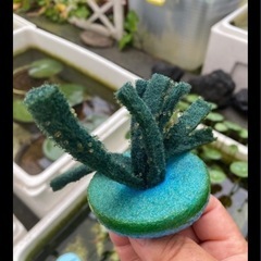 メダカの卵（産卵床ごと）の画像