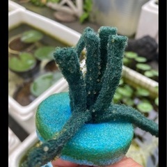 メダカの卵（産卵床ごと）の画像