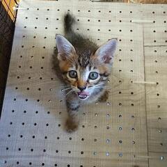 6月27日に保護した子猫です。