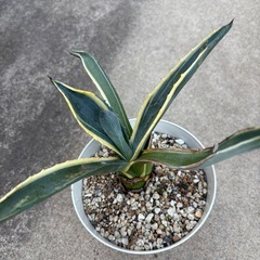 【アメリカーナ　斑入り】　の画像