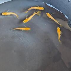 めだか パーティードレスの画像