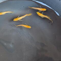 めだか パーティードレスの画像