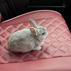 🐰グレーのうさぎちゃんの里親さまを募集します