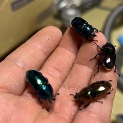 パプアキンイロクワガタマジョーラの画像