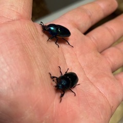 パプアキンイロクワガタマジョーラの画像