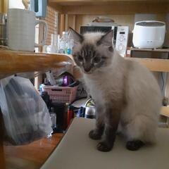 ちょっと人見知りな猫ちゃん