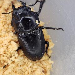 能勢SR+国産ペア　ペア♂75.1mm×♀49.1mm ♂国産74.4mm♀国産47.1mmの画像