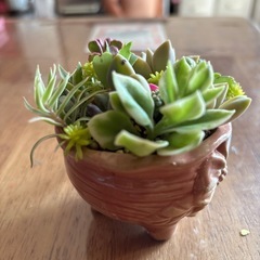 多肉　寄植え　1の画像