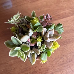 多肉　寄植え　1の画像