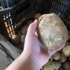 終了します^_^新ジャガイモ🥔の画像