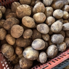 終了します！新ジャガイモ🥔