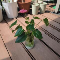 水耕栽培観葉植物