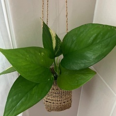 🌱ポトス③