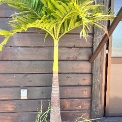 ヤシの木