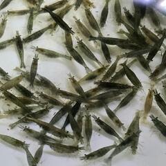 No.20【１００匹セット】ミナミヌマエビ　全て大人　月曜日から...