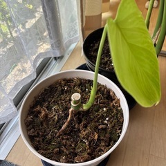 観葉植物モンステラ（お話中、
期間限定） の画像