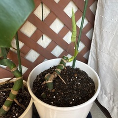 観葉植物モンステラ（お話中、
期間限定） の画像