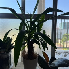 観葉植物　ドラセナ（ユッカ）の画像
