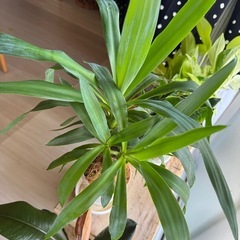 観葉植物　ドラセナ（ユッカ）の画像