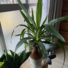 観葉植物　ドラセナ（ユッカ）の画像